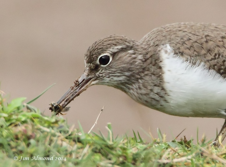 Common Sandpiper with Bumble Bee VP 7 4 14  IMG_0955